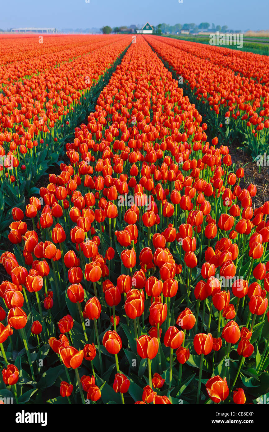 Dutch bulb fields hires stock photography and images Alamy