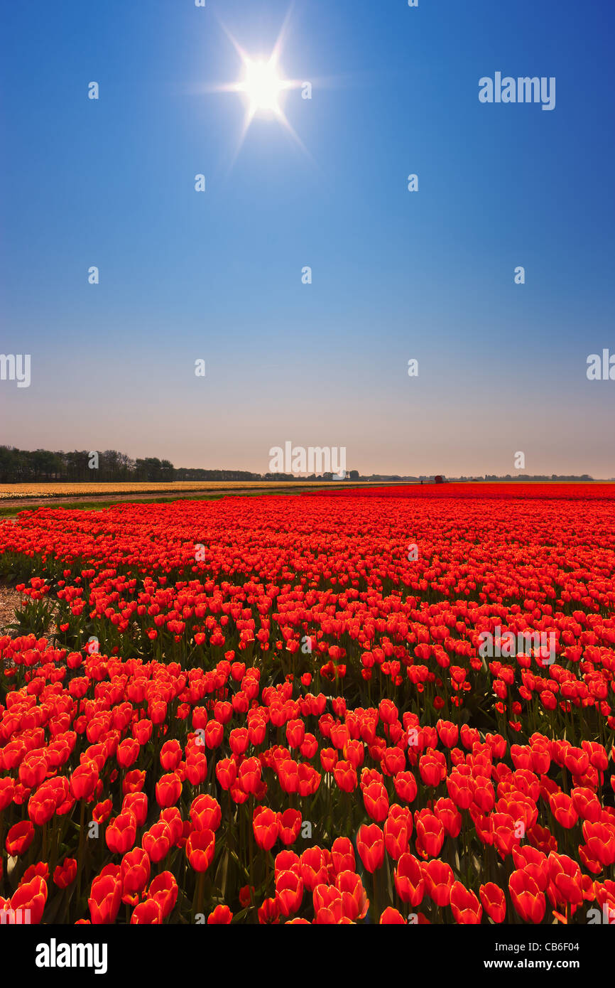 Dutch bulb and flowers fields during the spring in the Netherlands