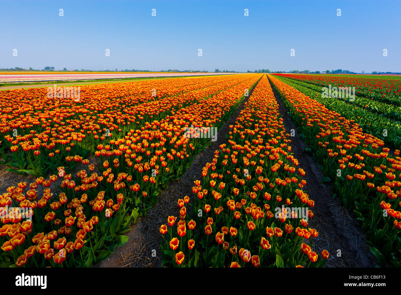 Dutch bulb and flowers fields during the spring in the Netherlands