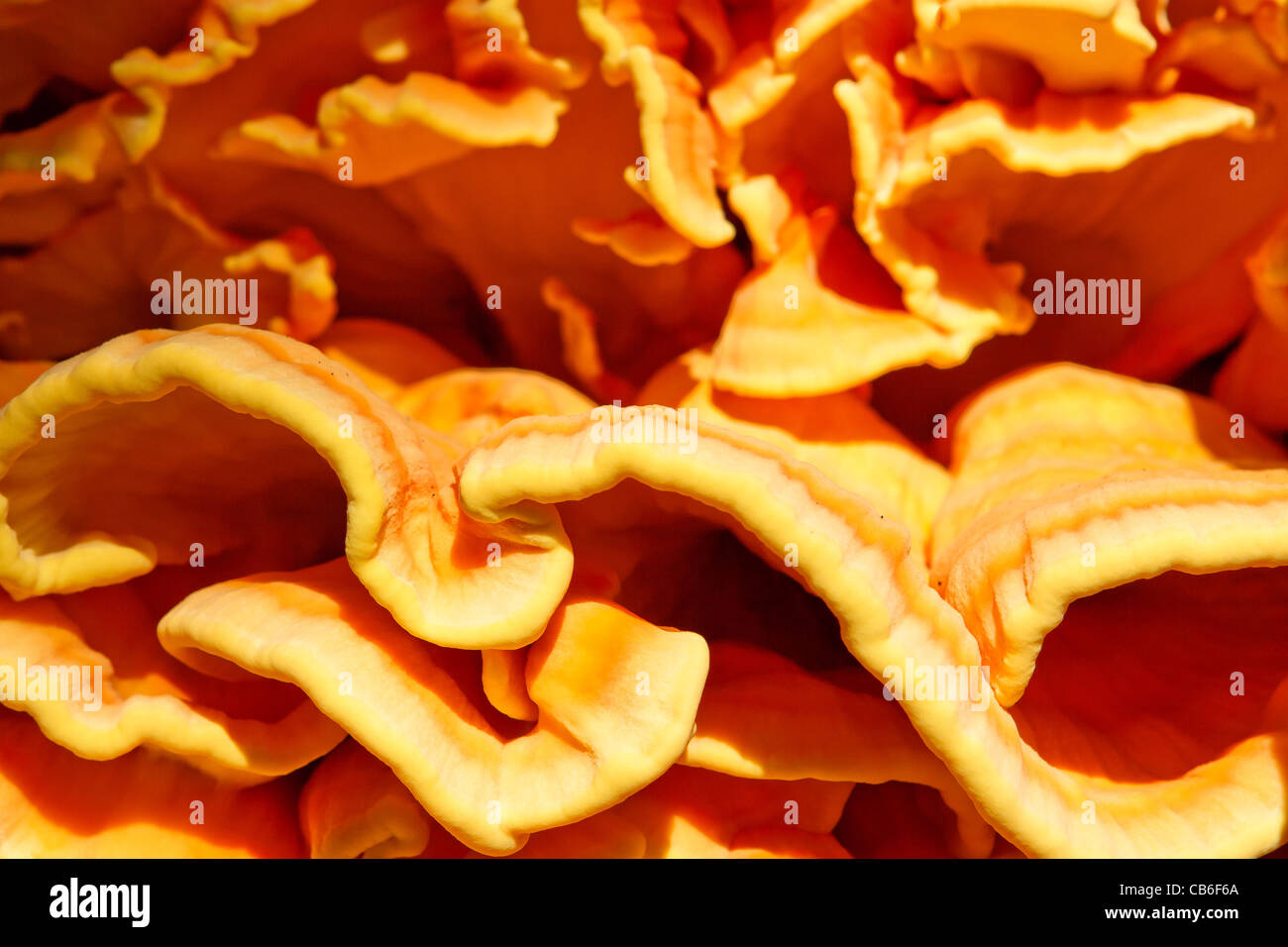 Sulphur Polypore - Chicken of the Woods Stock Photo