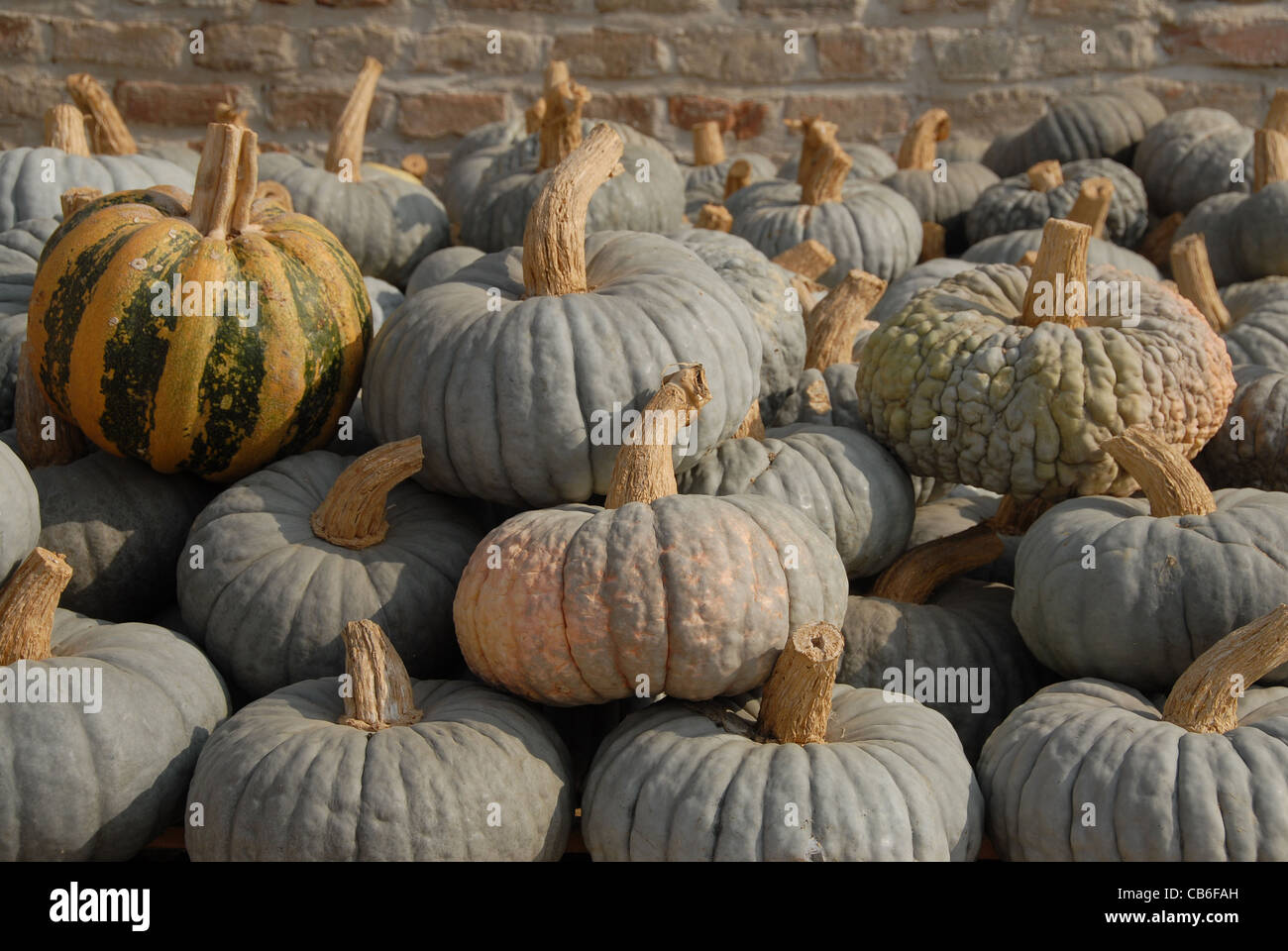 Harvested pumpkins on the courtyard of Antica Corte Pallavicina at Polesine Parmense in Emilia-Romagna Stock Photo