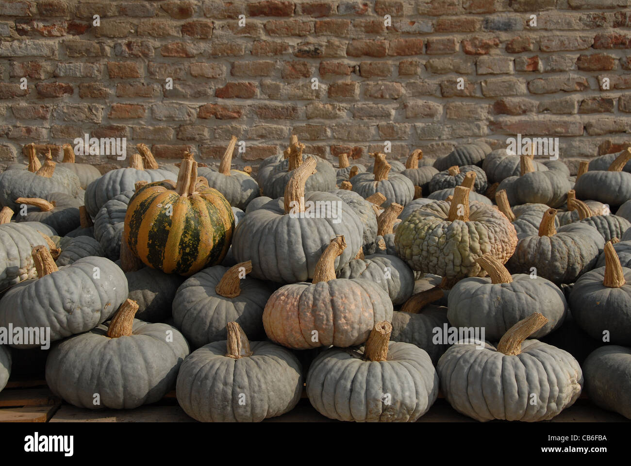 Harvested pumpkins on the courtyard of Antica Corte Pallavicina at Polesine Parmense in Emilia-Romagna Stock Photo