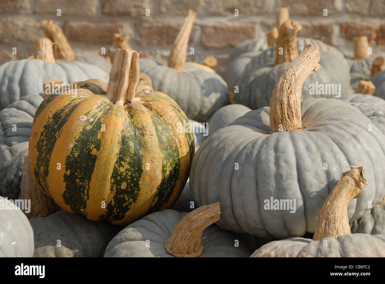 Harvested pumpkins on the courtyard of Antica Corte Pallavicina at Polesine Parmense in Emilia-Romagna Stock Photo