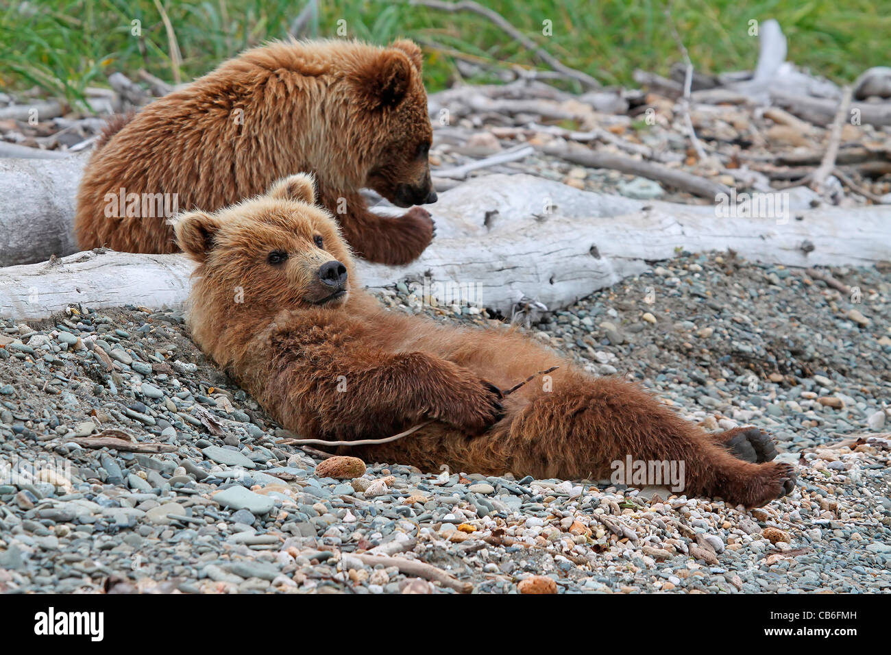 Grizzly Bear cubs Ursus Arctos Stock Photo
