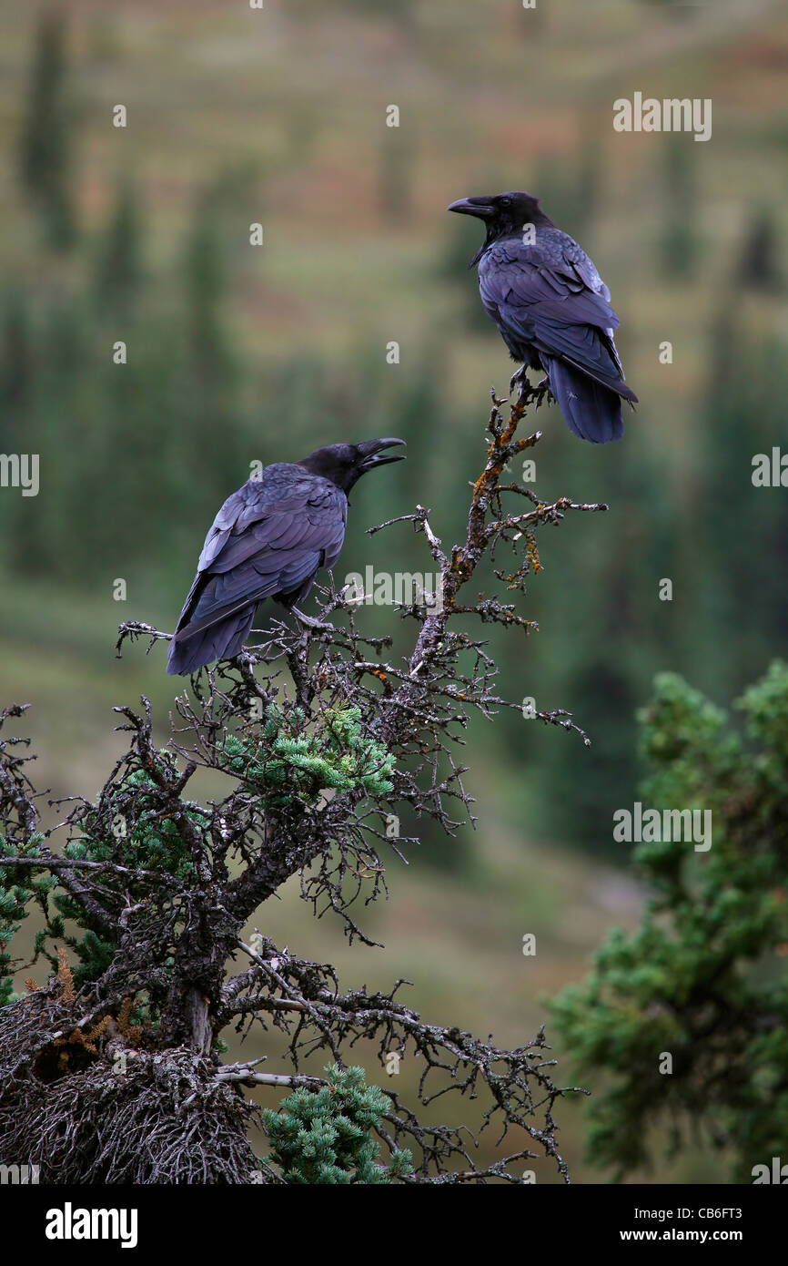 Ravens Corvus corax Stock Photo