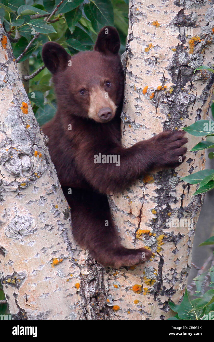 Black Bear Ursus americanus Stock Photo