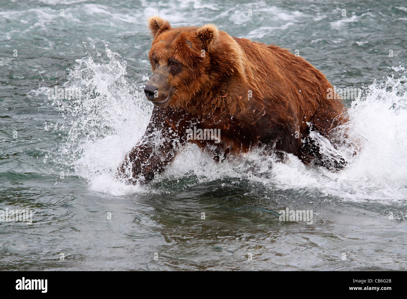 Filming Grizzly Bears On The Alaskan Salmon Run Wildlife Artist Robert ...