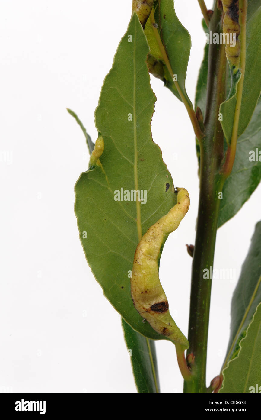 Bay sucker (Trioza alacris) blisters on bay laurel leaves Stock Photo