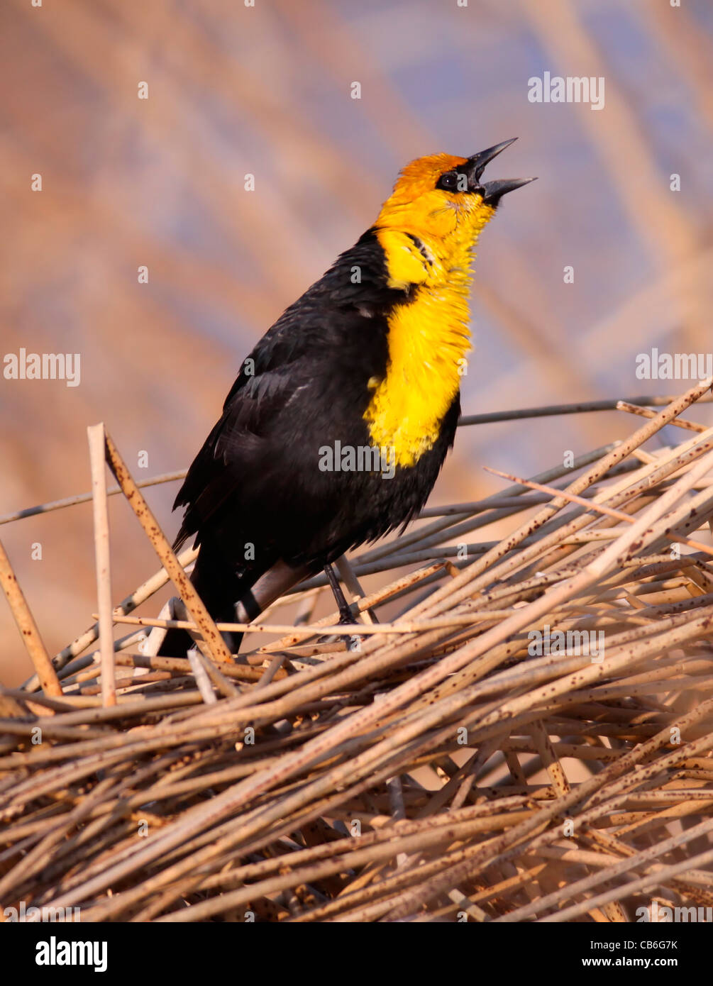 A Yellow-headed Blackbird (Xanthocephalus xanthocephalus) singing Alberta, Canada Stock Photo
