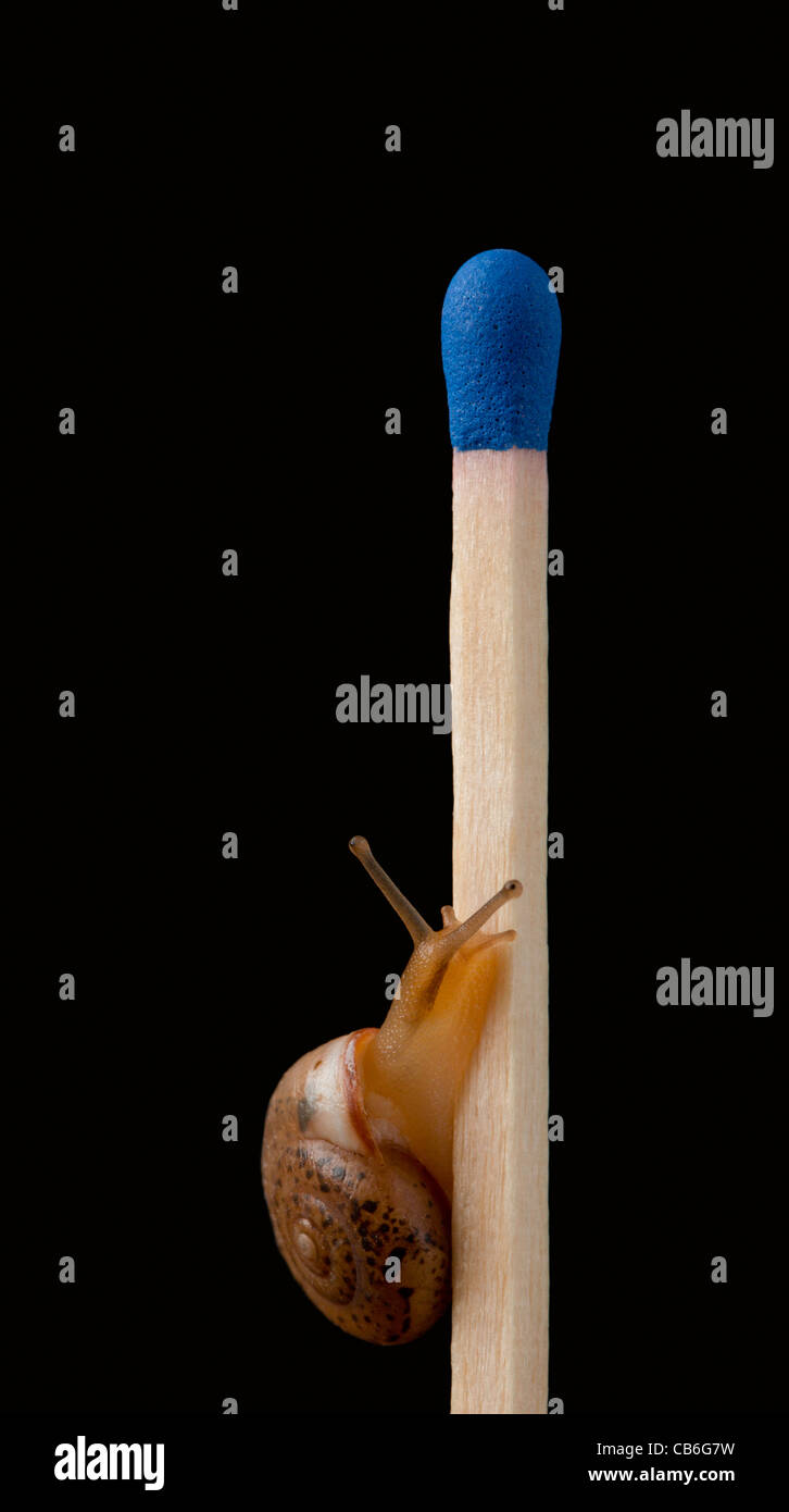 A non-manipulated image of a tiny snail on a regular-size safety match; Helix aspersa, the common Garden Snail. Stock Photo