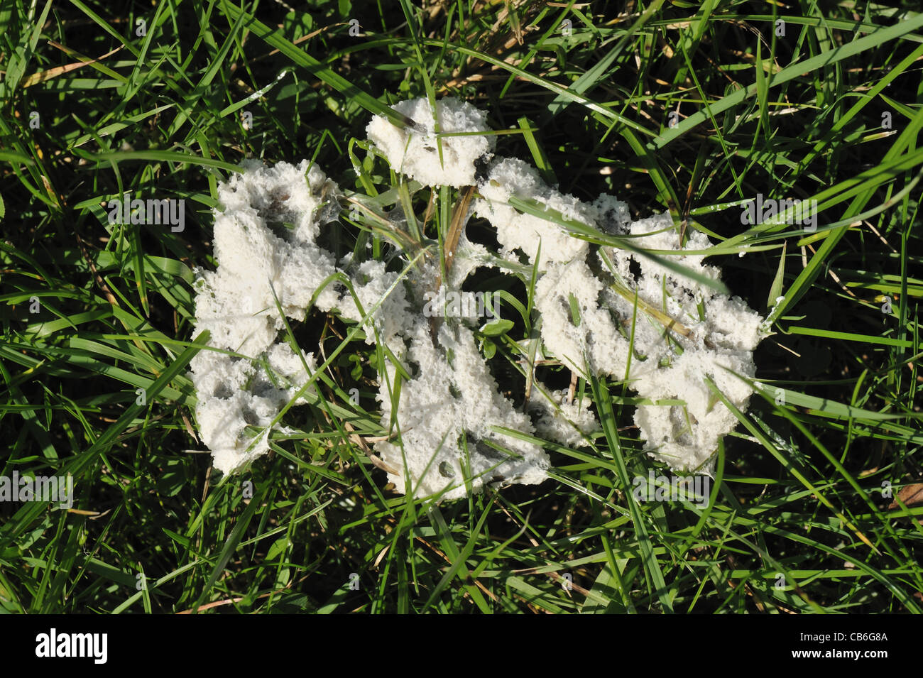 Freshly formed slime mould (Mucilago crustacea) on ryegrass pasture Stock Photo