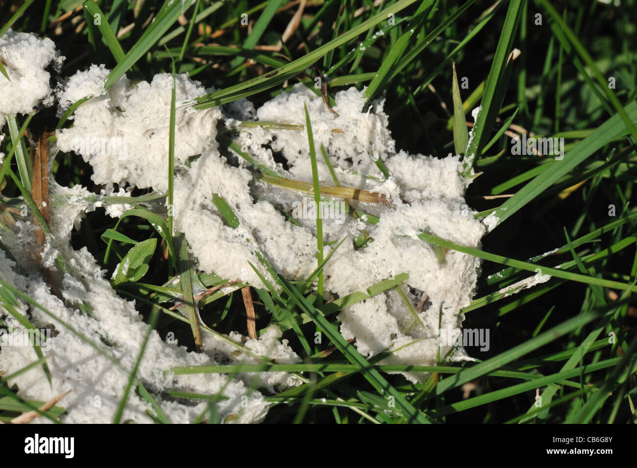 Freshly formed slime mould (Mucilago crustacea) on ryegrass pasture Stock Photo