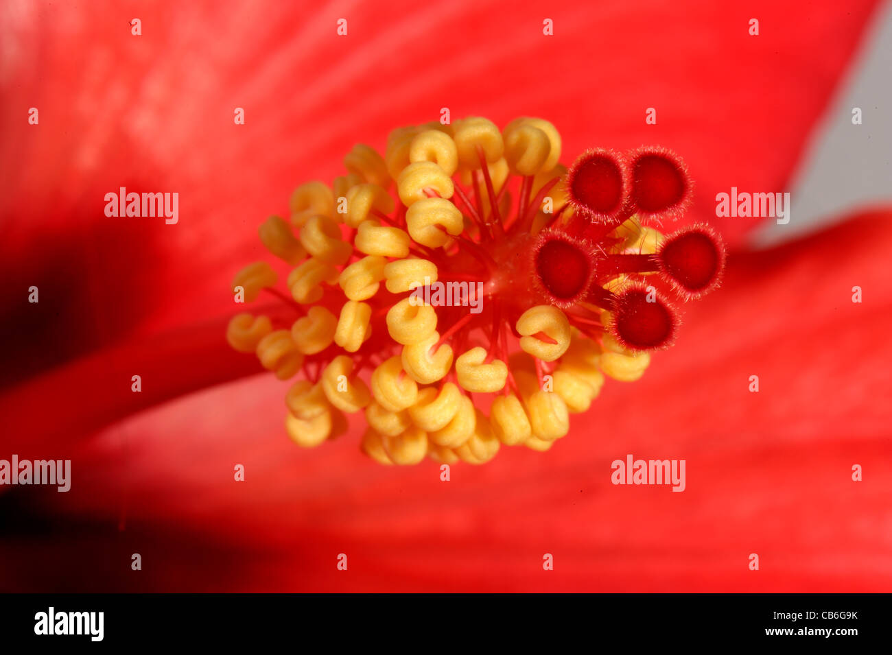 Flower parts of red Hibiscus rosa-sinensis Stock Photo