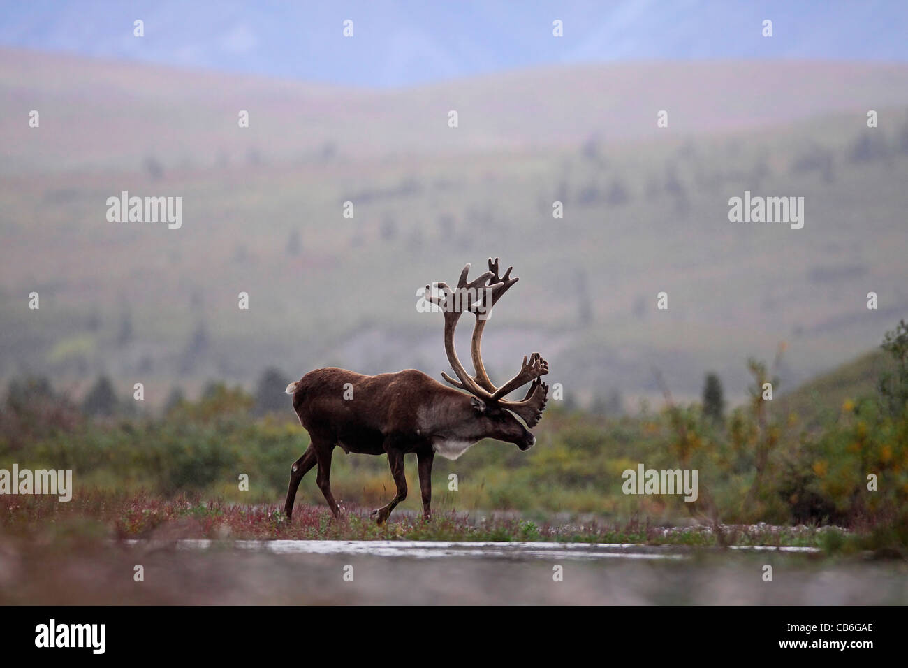 Caribou Walking, Rangifer tarandus Stock Photo