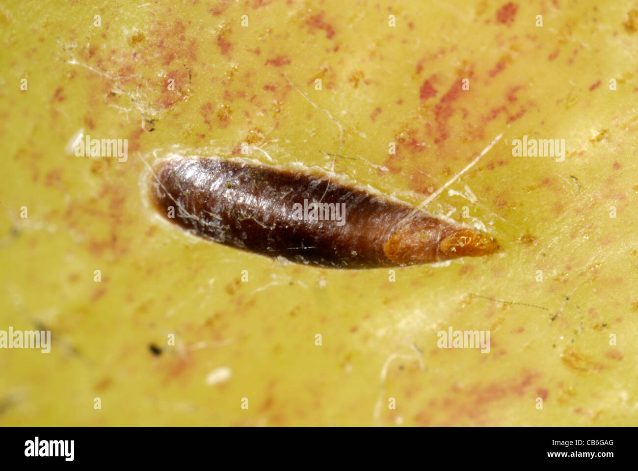 Mussel scale (Lepidosaphes ulmi) on Bramley apple fruit Stock Photo