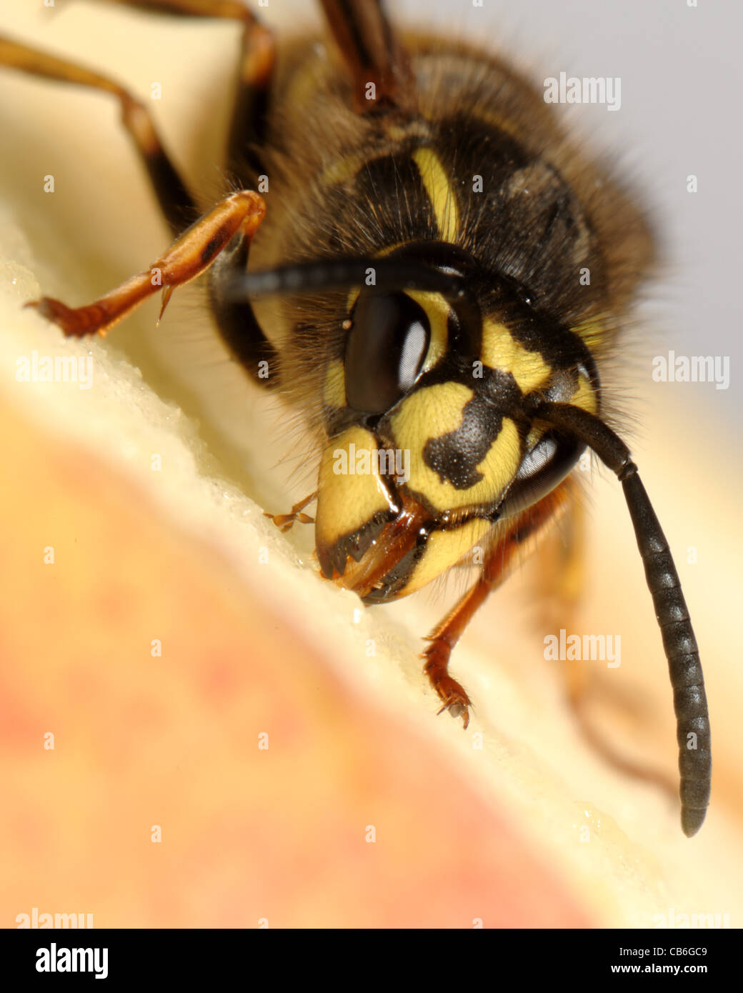 Wasp (Vespula vulgaris) on an apple drinking Stock Photo