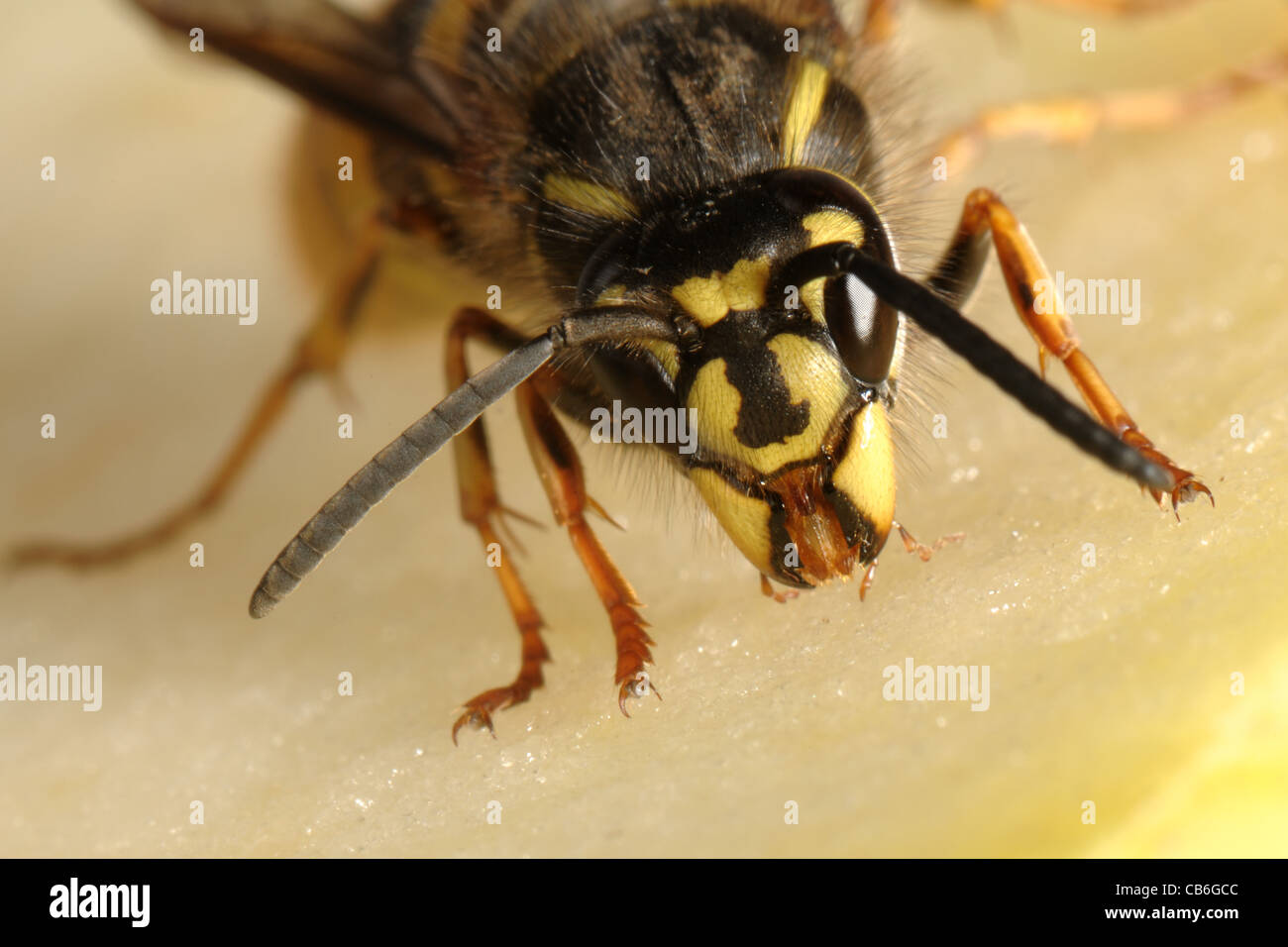 Wasp (Vespula vulgaris) on an apple drinking Stock Photo