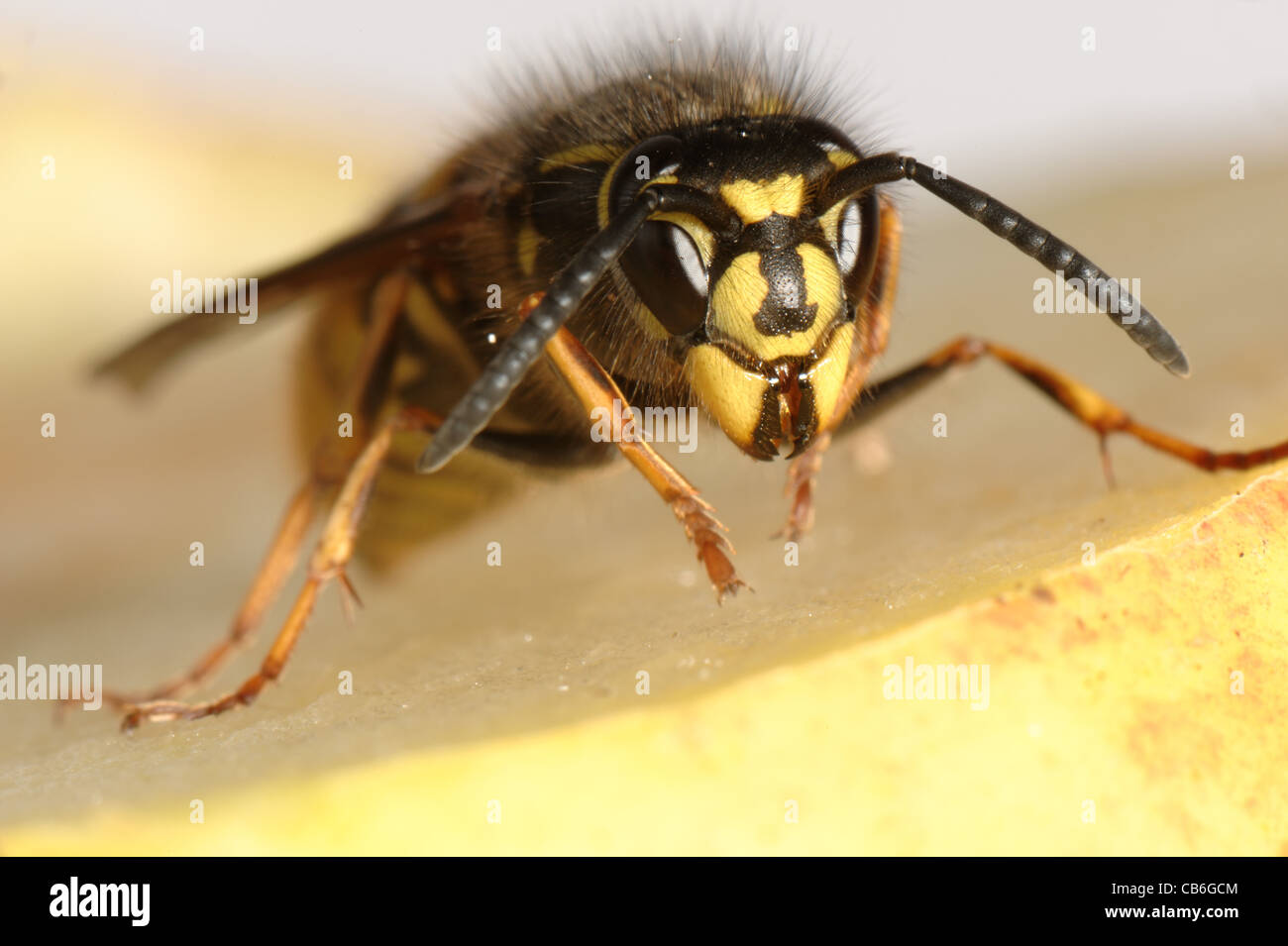 Wasp (Vespula vulgaris) on an apple Stock Photo