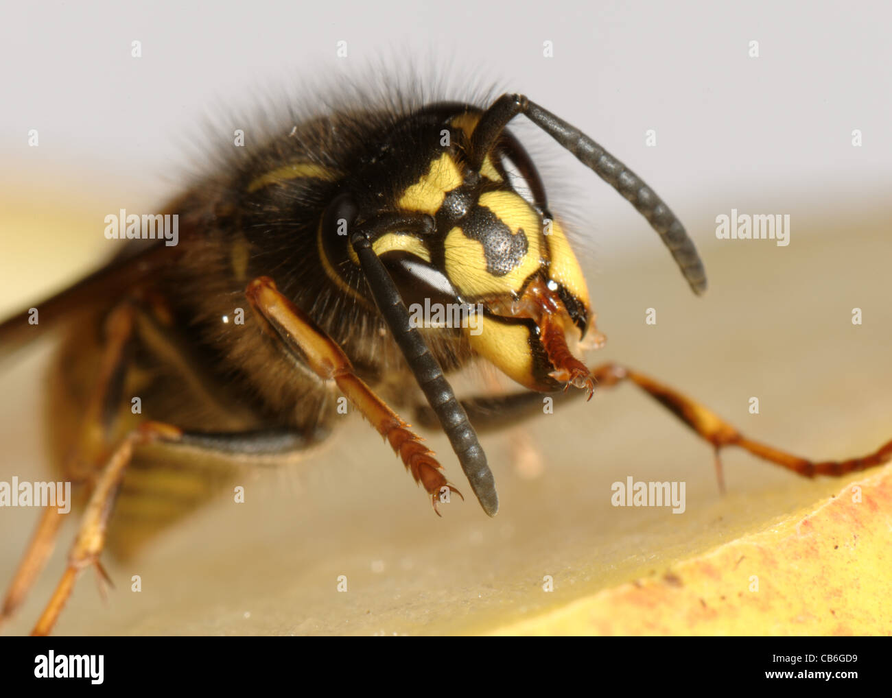 Wasp (Vespula vulgaris) on an apple cleaning its mandibles Stock Photo