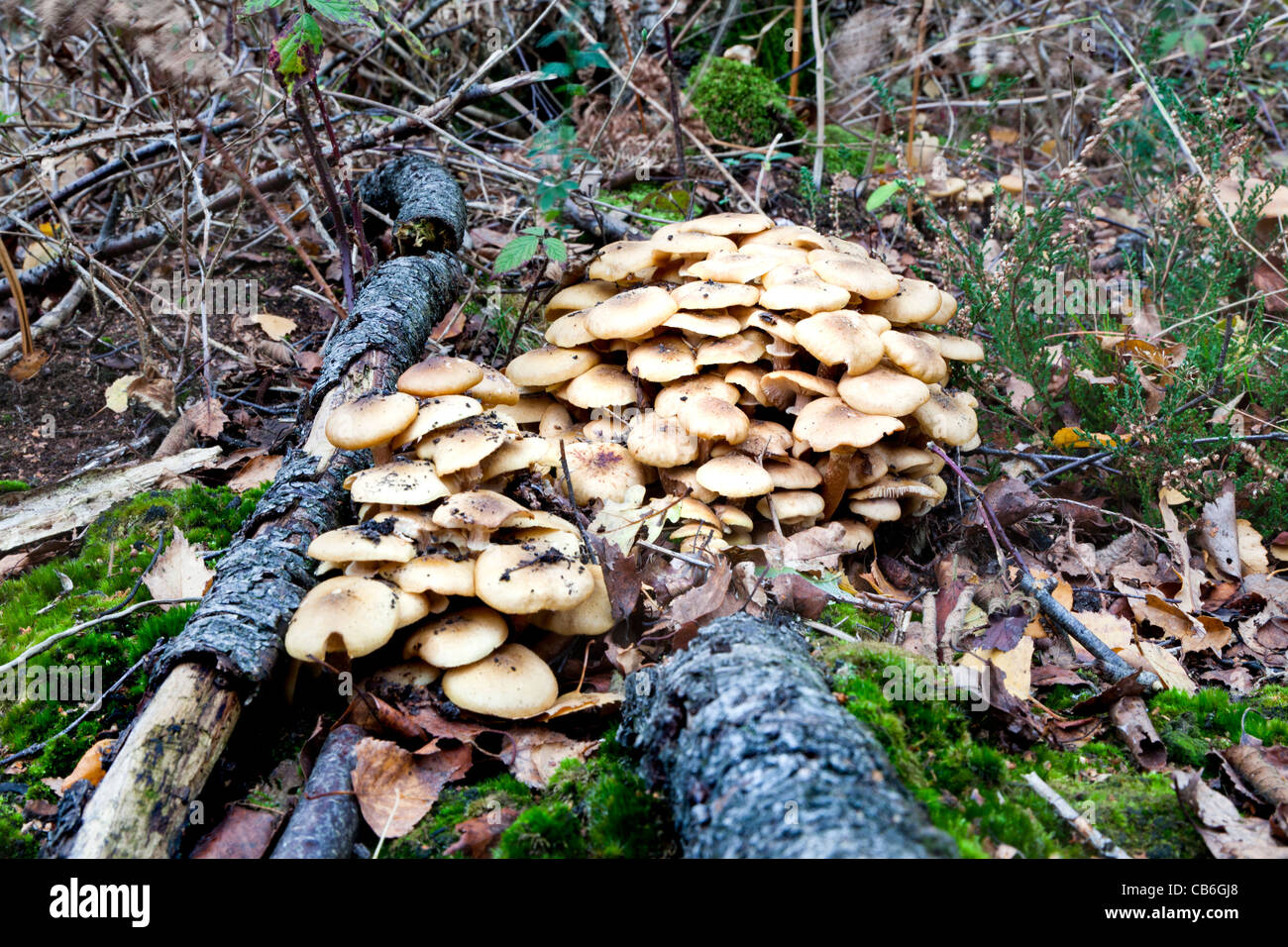 Autumn fungi - group of fruiting bodies growing on fallen log with ...