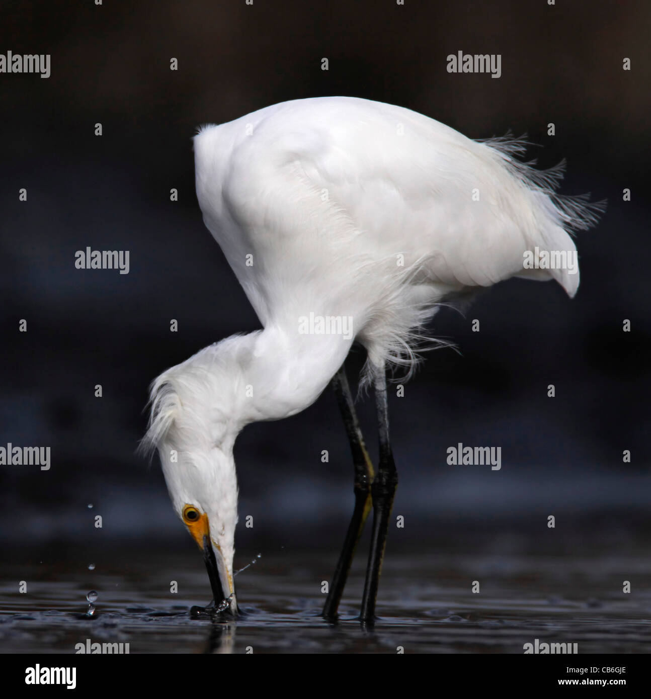 Snowy Egret Egretta thula Stock Photo - Alamy