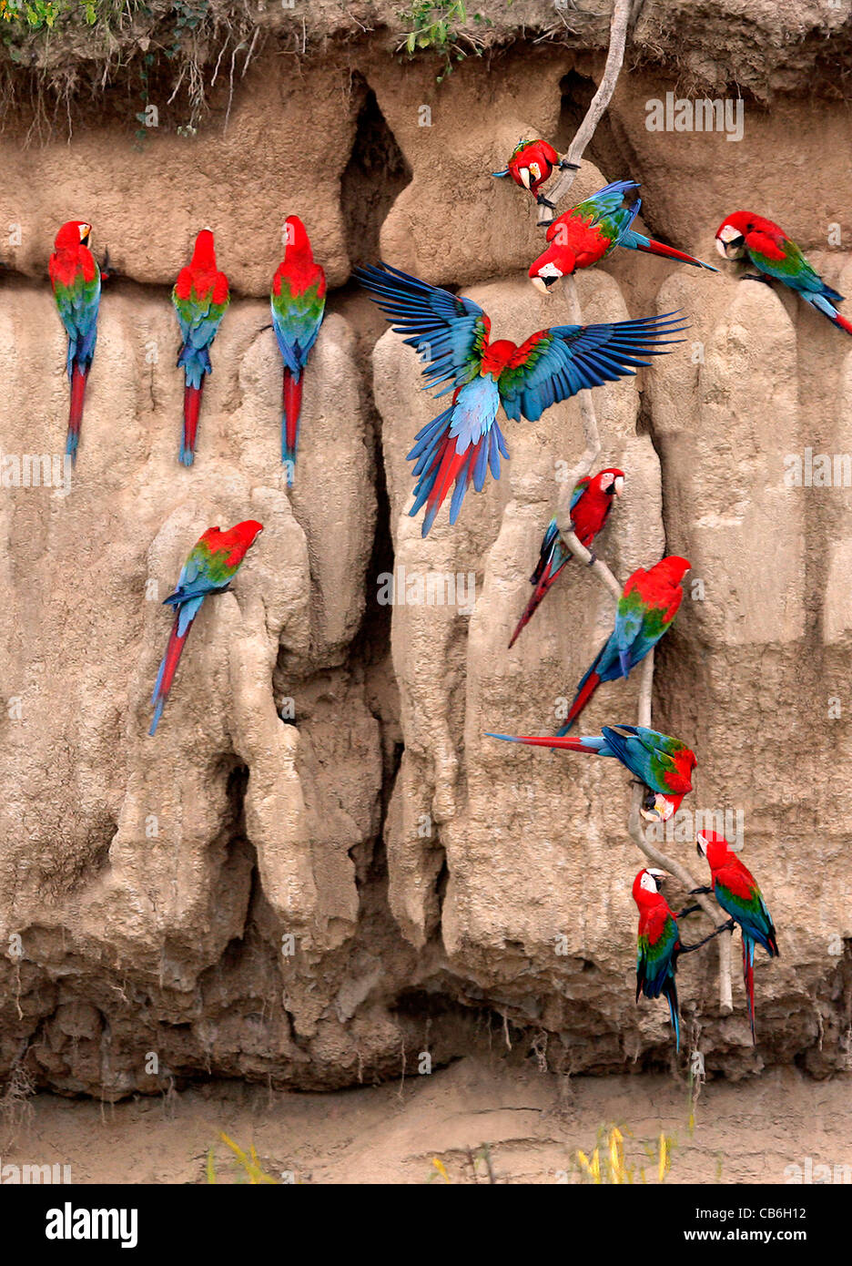 Redandgreen Macaws Ara chloropterus Stock Photo