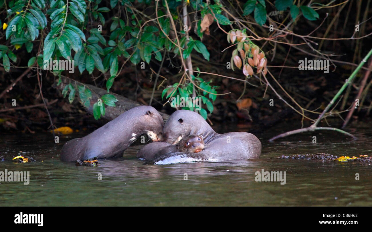 Giant Otter Family Pteronura Brasiliensis Manu Peru Stock Photo