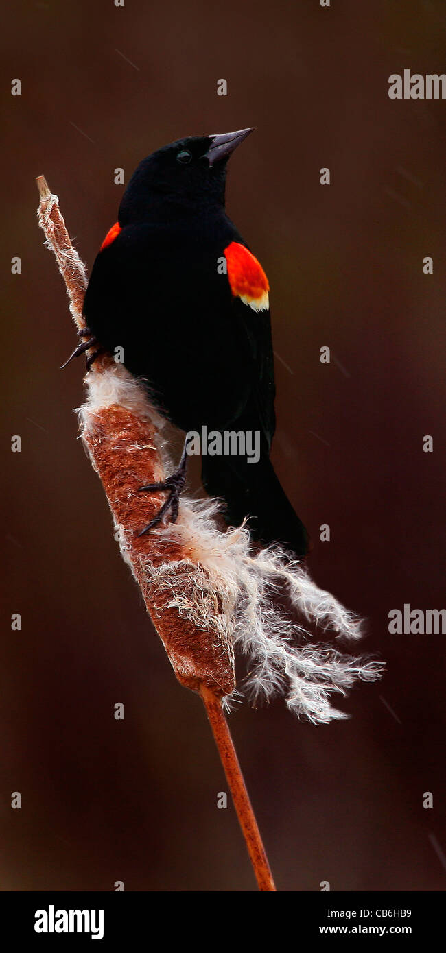 Red Winged Blackbird Agelaius phoeniceus Stock Photo