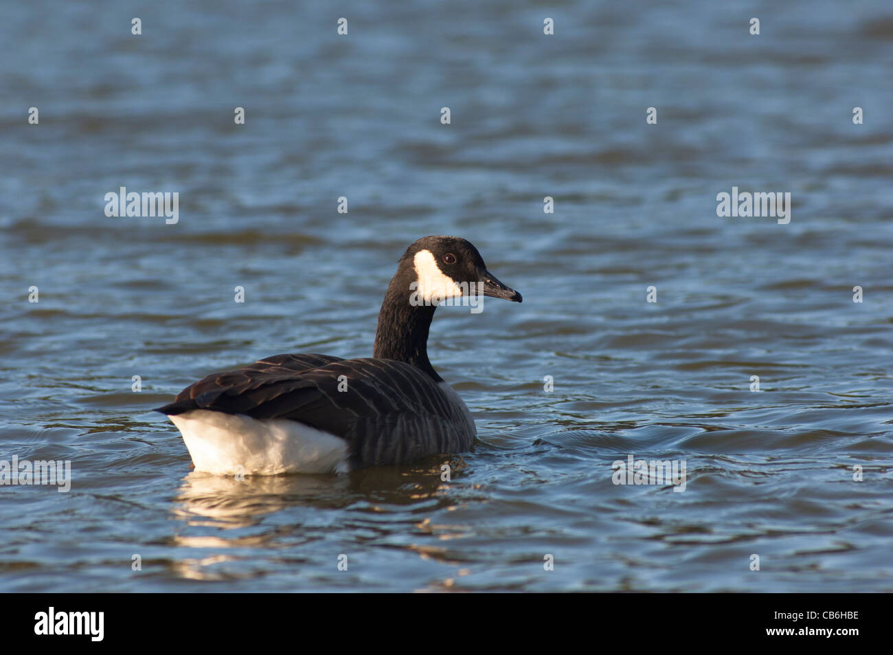 A Canada Goose ( Branta canadensis ) swimming on a lake in the Uk Stock Photo