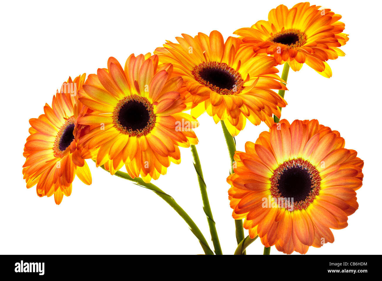 Gerbera daisy. Flowers isolated on white Stock Photo Alamy