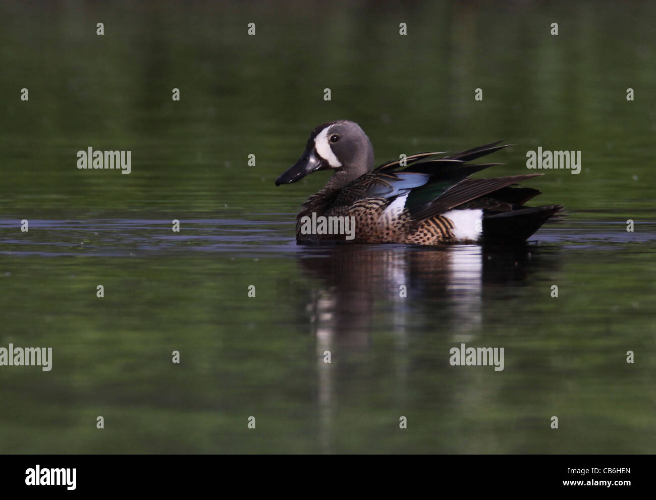 Bluewinged Teal Swimming, Anas discors Stock Photo