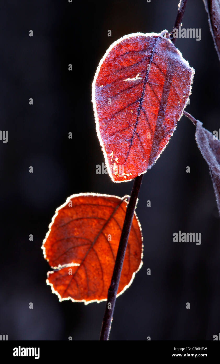 Frozen willow leaves, Canada Stock Photo