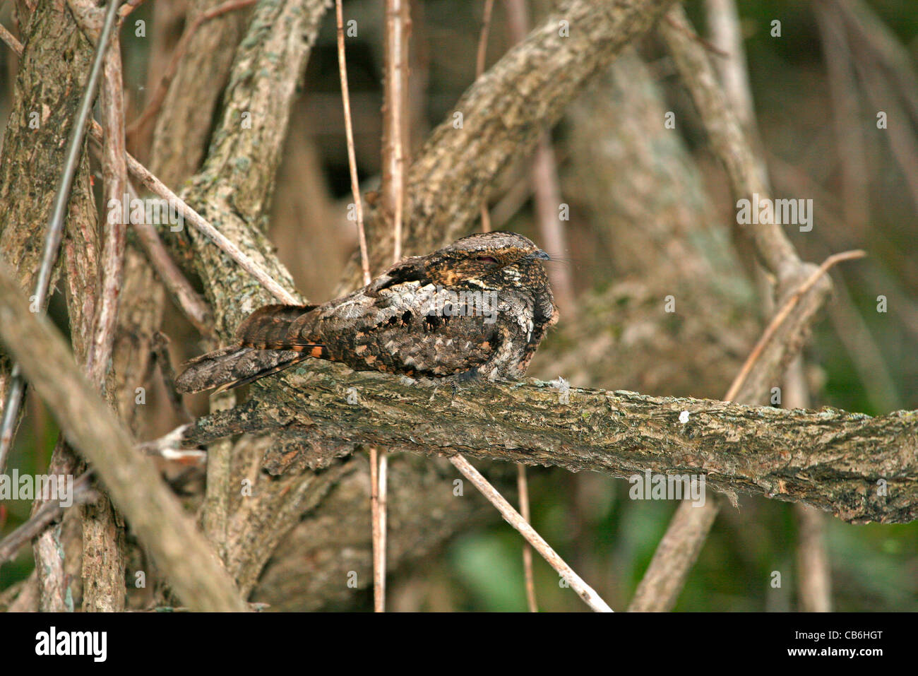 A Whippoorwill Caprimulgus vociferus Stock Photo