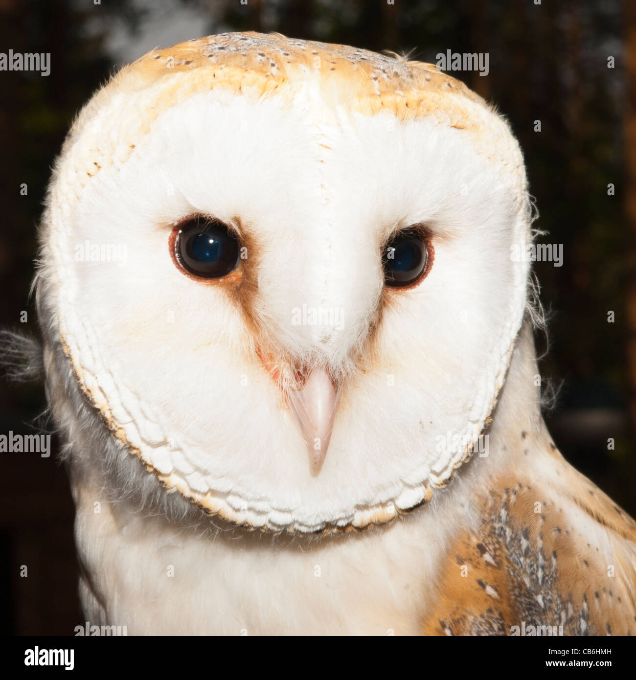 A captive Barn Owl ( Tyto alba ) in the Uk Stock Photo