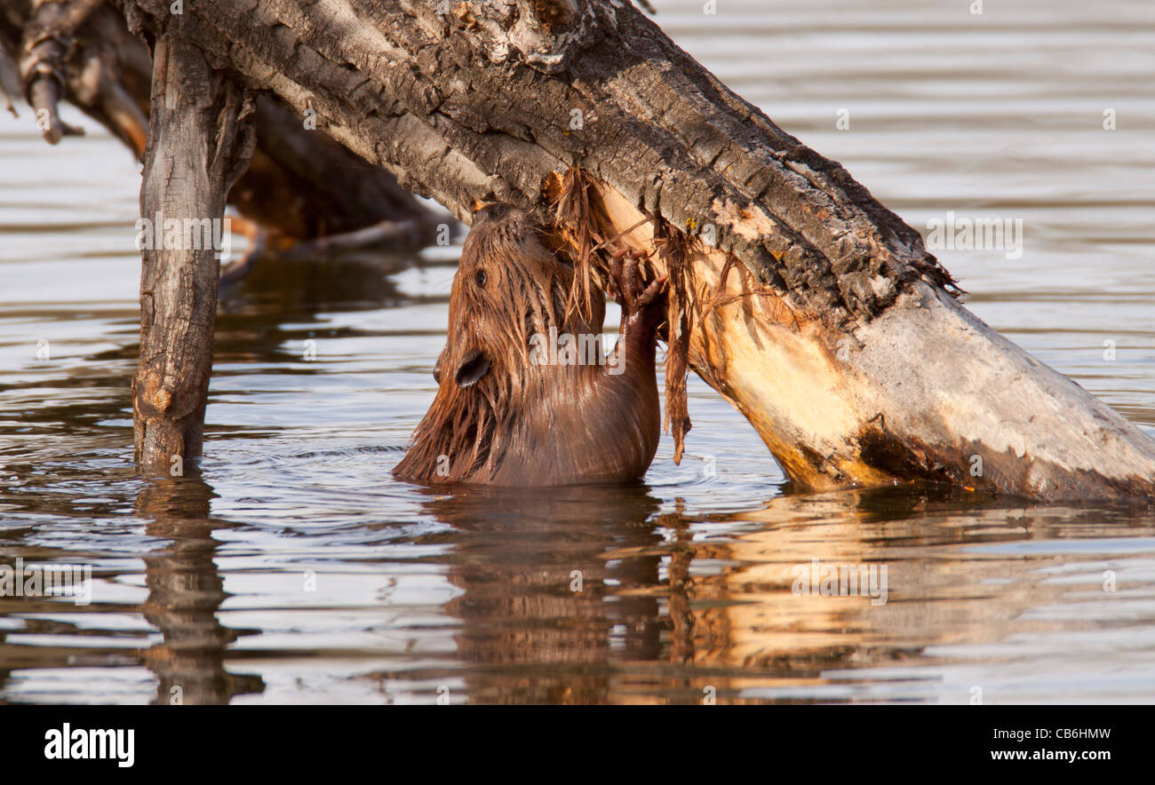 Beaver, Alberta, Canada Stock Photo