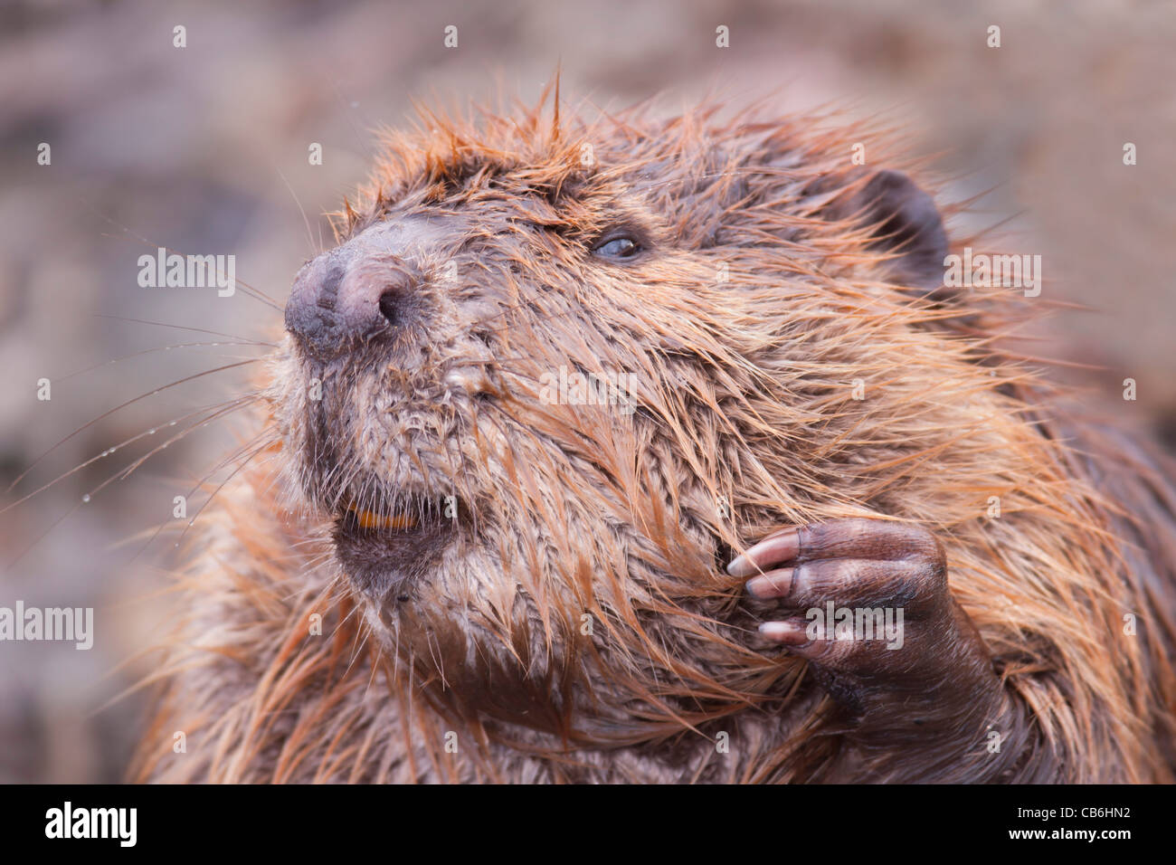 Beaver, Alberta, Canada Stock Photo
