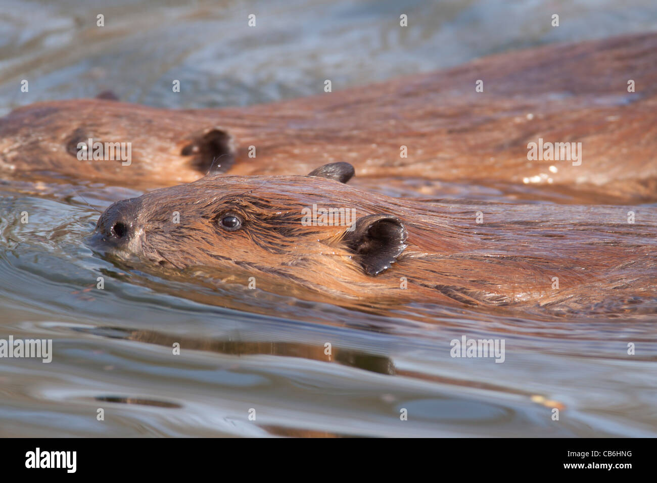 Beavers, Alberta, Canada Stock Photo