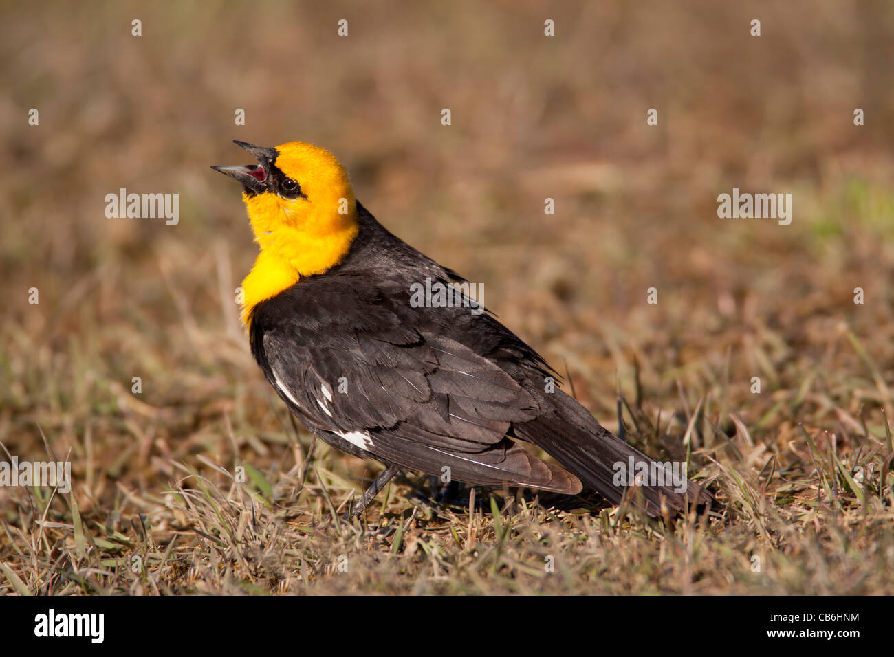 Yellowheaded Blackbird, Alberta, Canada Stock Photo