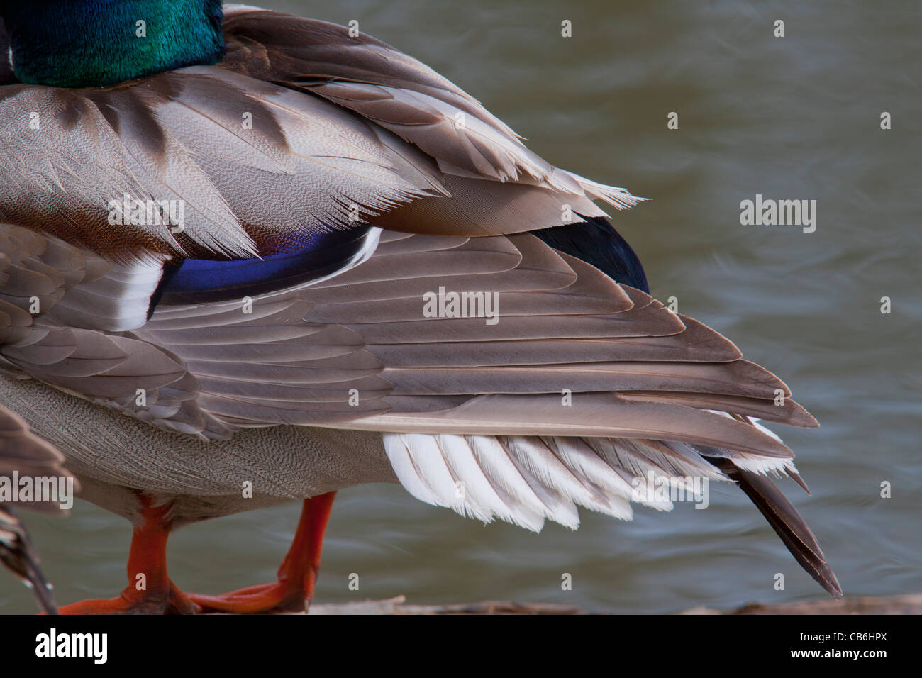 Mallard Duck, Alberta, Canada Stock Photo