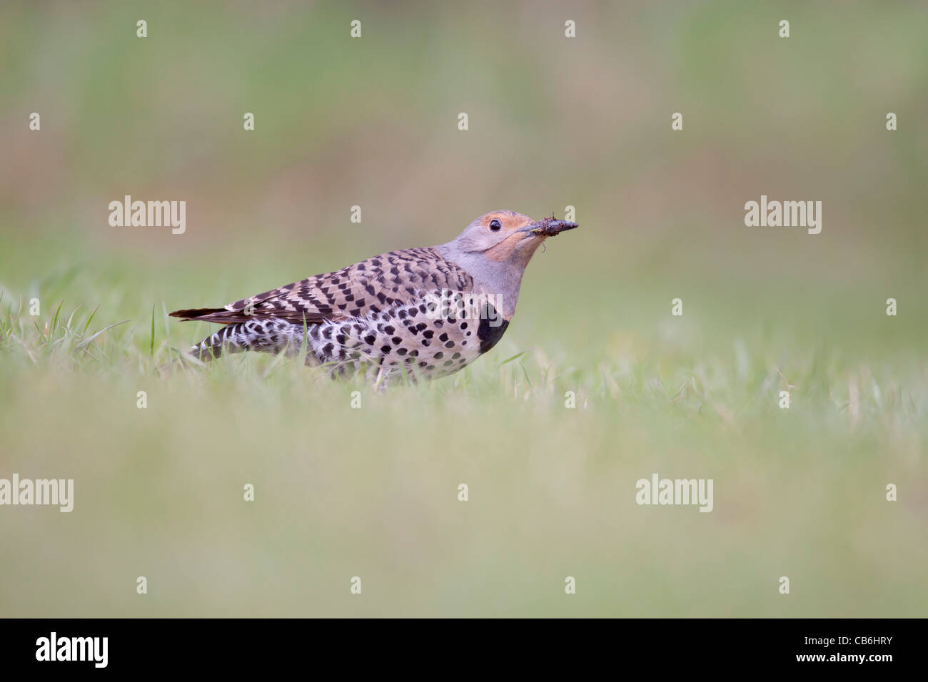 Northern Flicker, Alberta, Canada Stock Photo