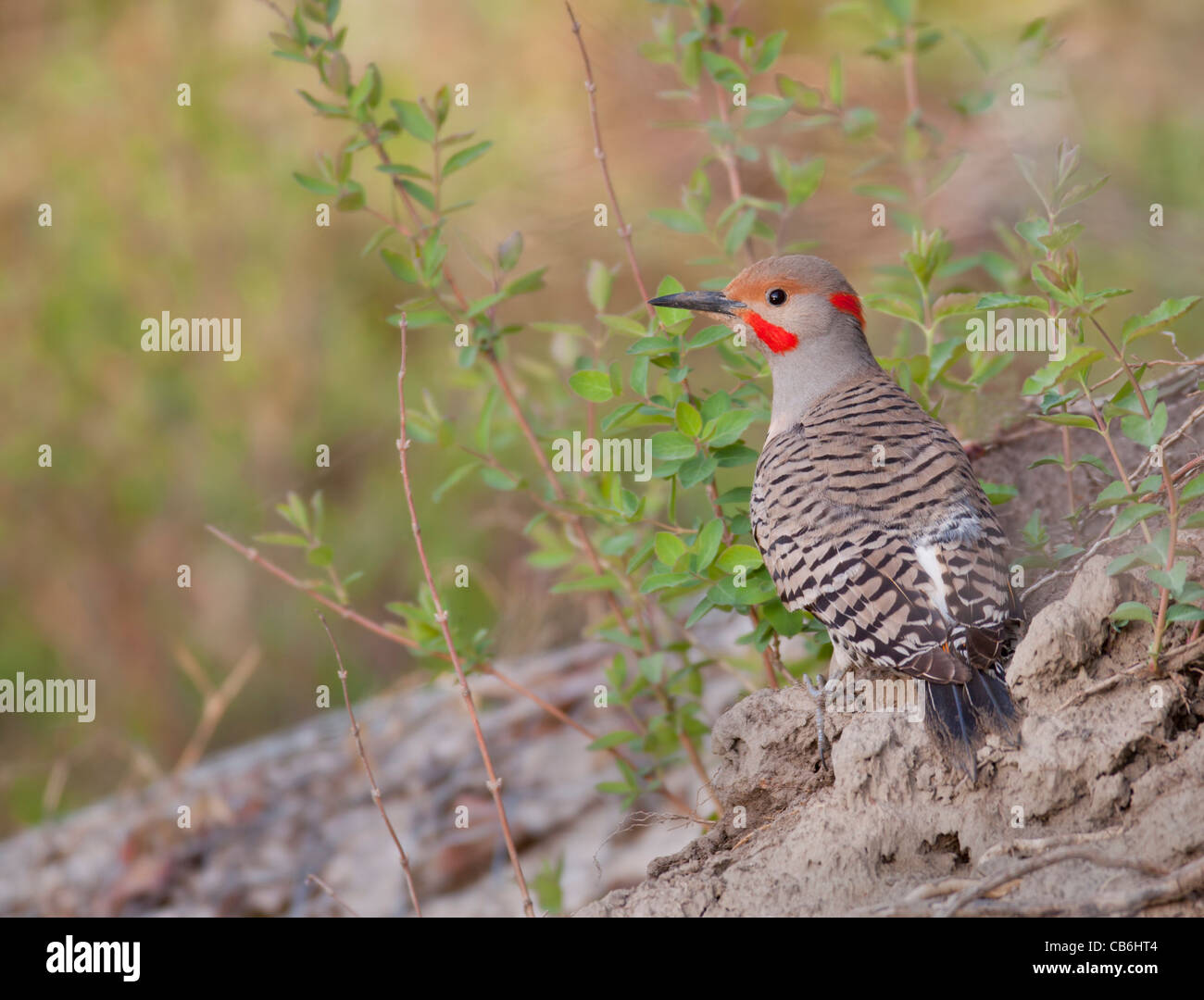 Northern Flicker, Alberta, Canada Stock Photo