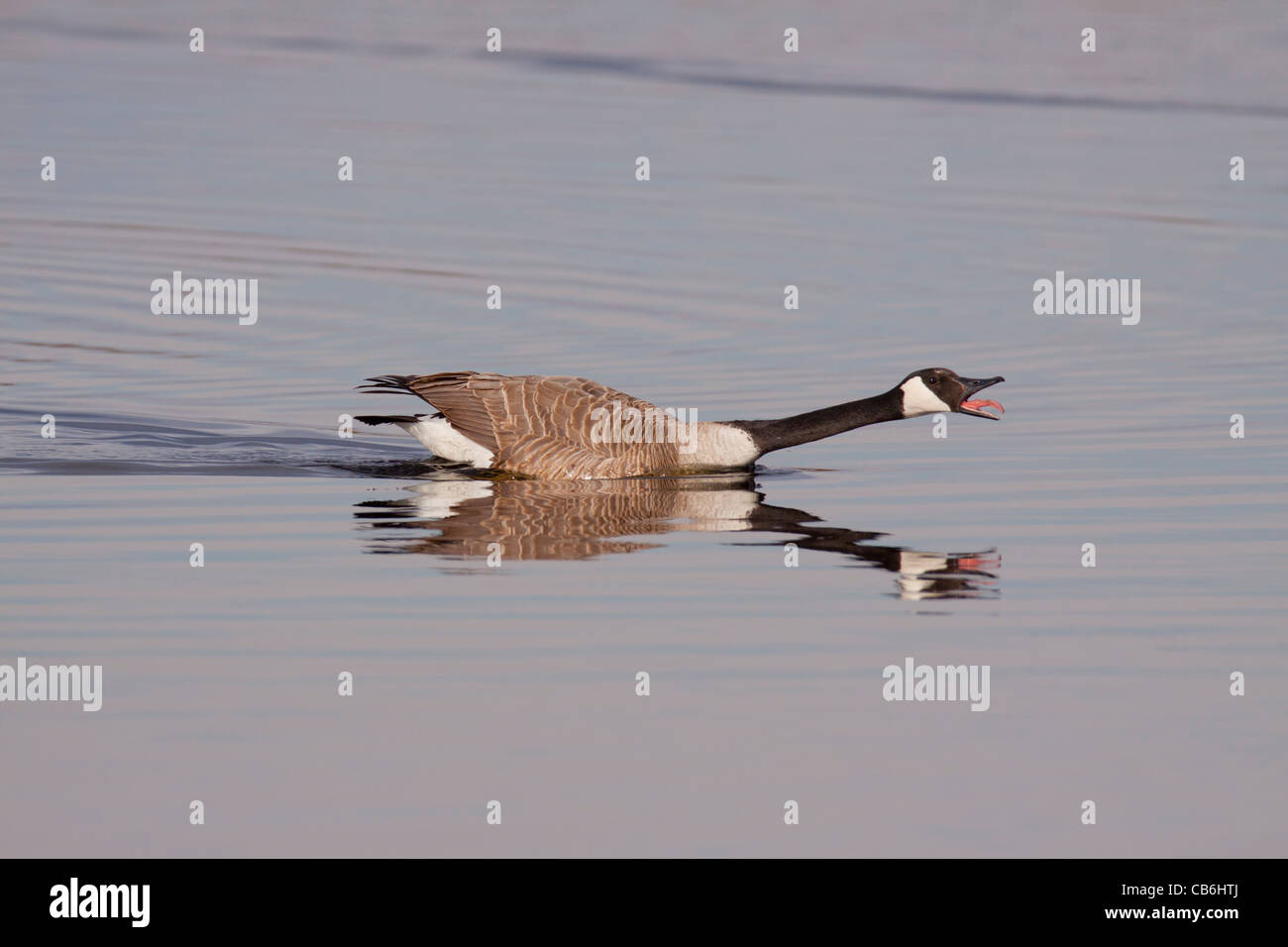 Canada goose aggression hi-res stock photography and images - Alamy