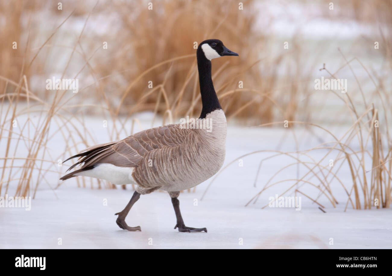 Canada Goose, Alberta, Canada Stock Photo