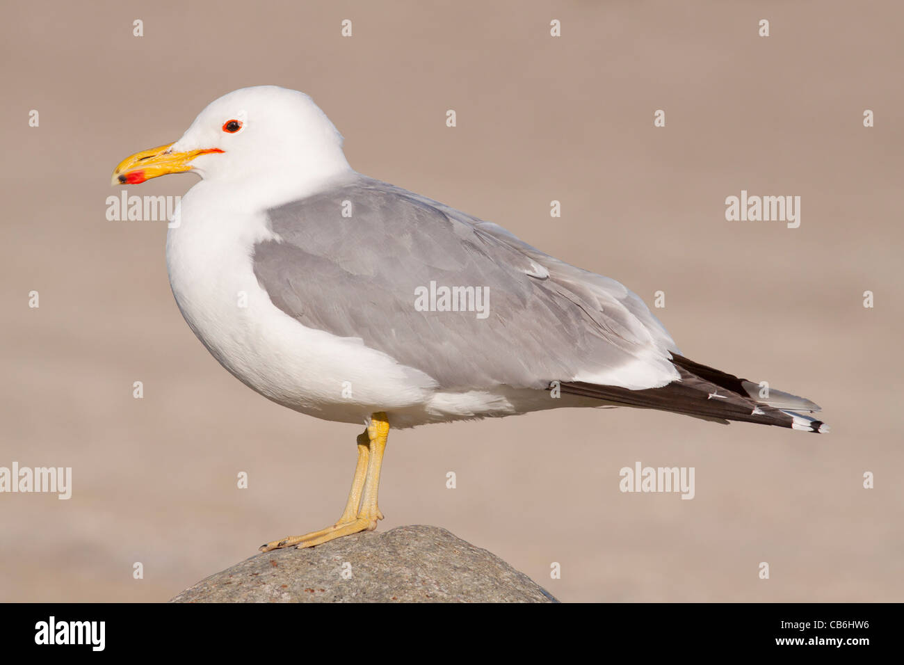 California Gull, Alberta, Canada Stock Photo