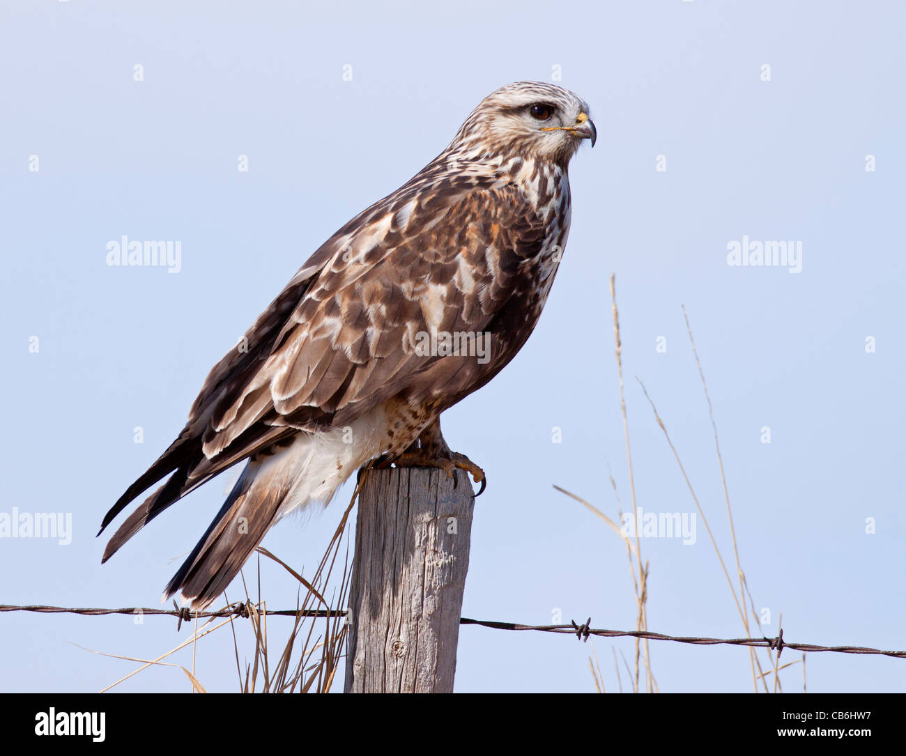 Roughlegged Hawk, Alberta, Canada Stock Photo