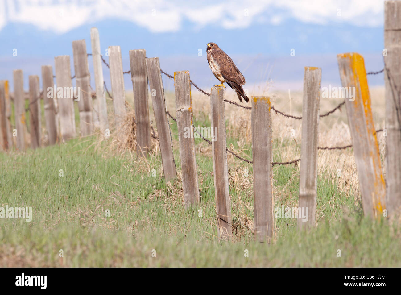 Swainson's Hawk, Alberta, Canada Stock Photo