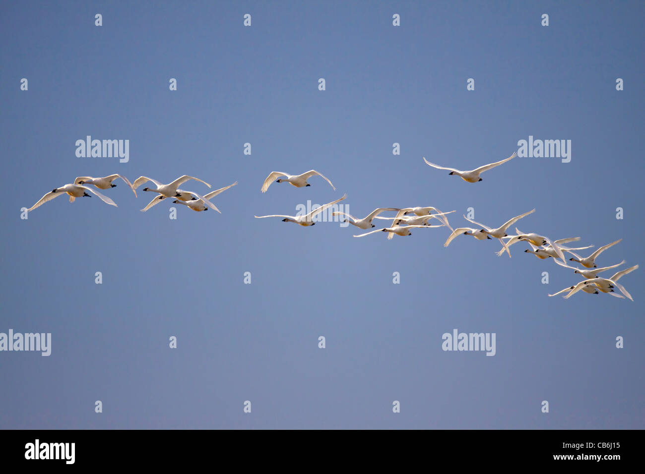 Tundra Swans, Alberta, Canada Stock Photo