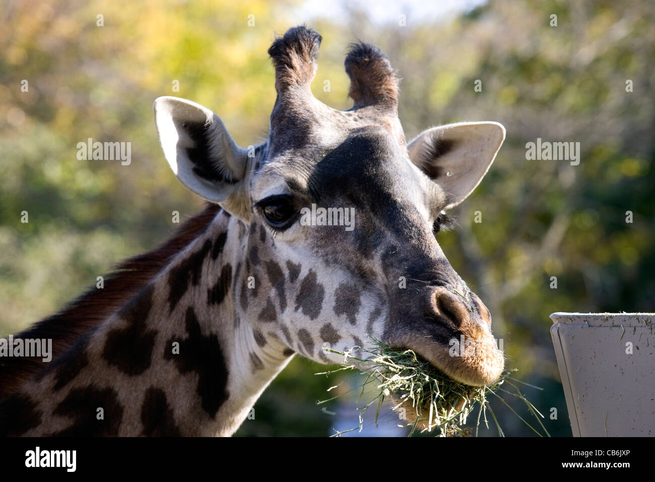 Rhode Island: Providence / Roger Williams Park & Zoo giraffe Stock