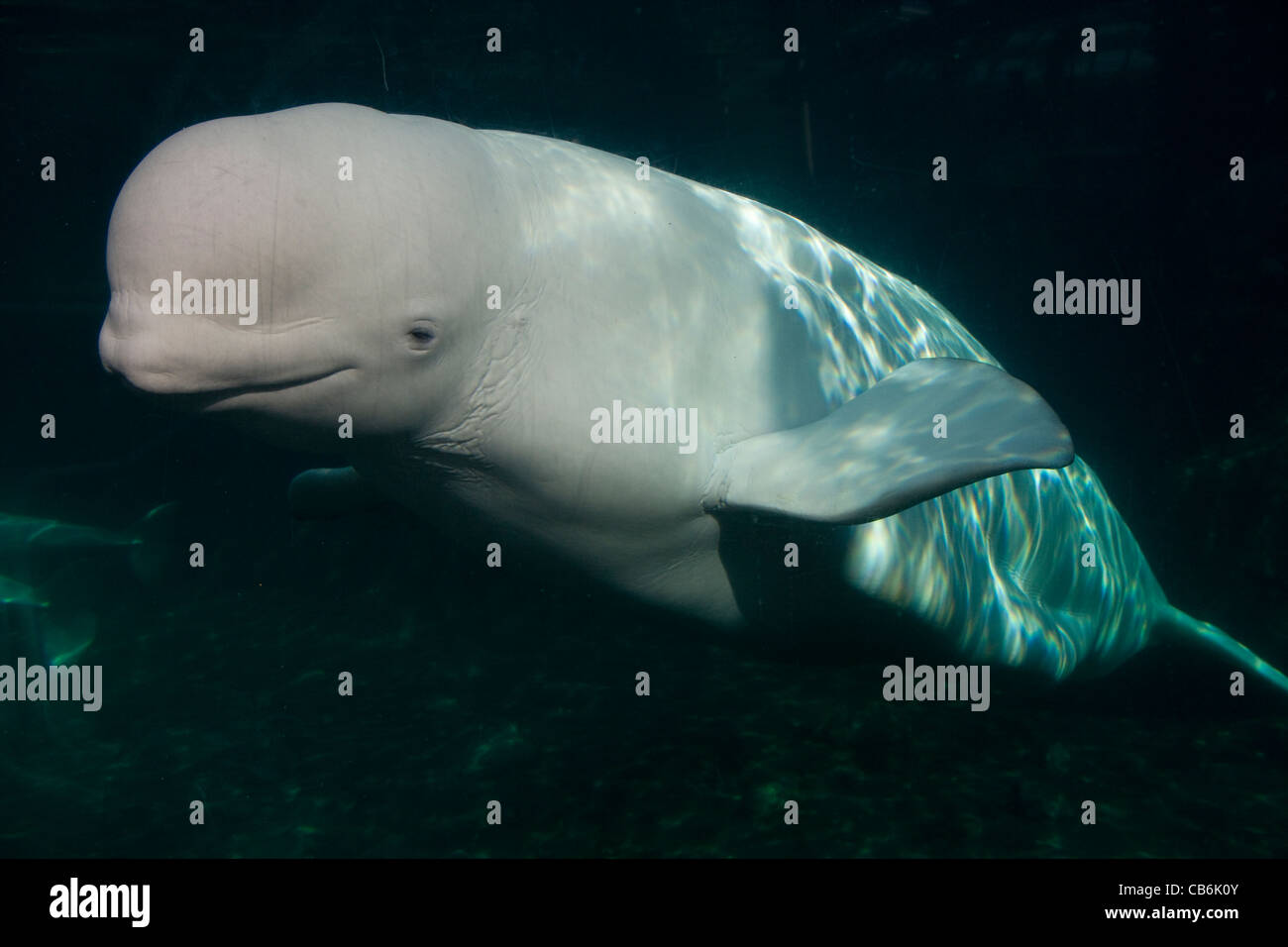 Connecticut: Mystic / Mystic Aquarium - Beluga Whale Stock Photo