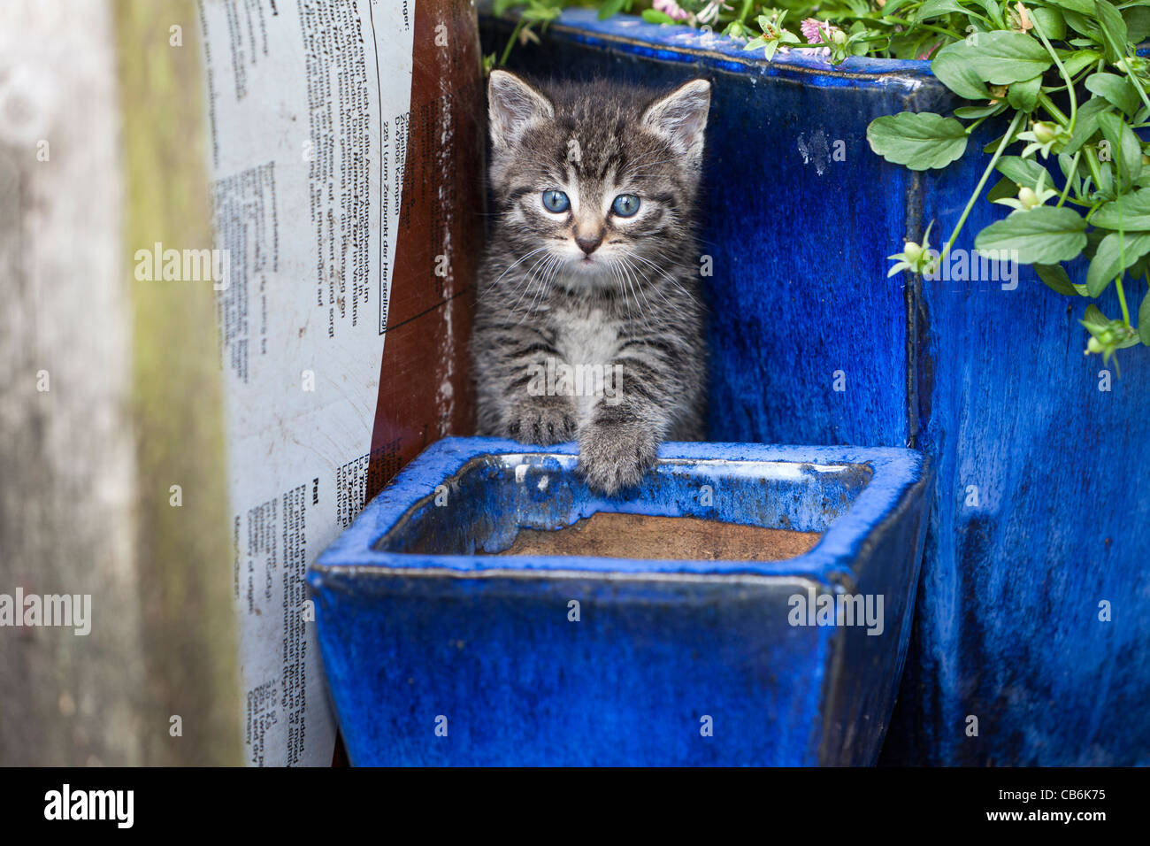 Kitten, between plant pots in garden, Lower Saxony, Germany Stock Photo